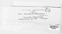 Schizothyrella hippocastani image